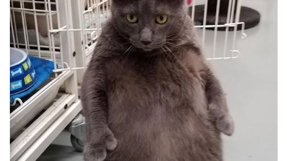 Bruno, le chat le plus cool du monde ? Les internautes en sont fans ?