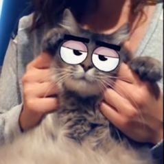 Snapchat : les chats ont leurs propres filtres, ça fait ronronner de plaisir leurs propriétaires !