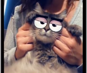 Snapchat : les chats ont leurs propres filtres, ça fait ronronner de plaisir leurs propriétaires !