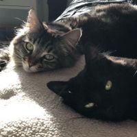 Ces deux chats vivent dans leur propre appartement (à 1.500$/mois), sans humain