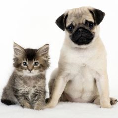 Suite à la crise du Coronavirus en Chine, à Shenzhen on ne pourra plus manger de chien ou de chat