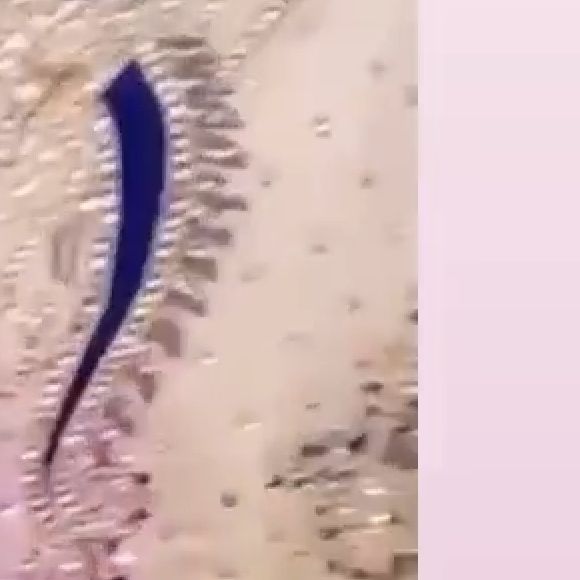 Sarah Fraisou mariée à Ahmed : elle officialise leur mariage en dévoilant des vidéos de la fête et de la bague