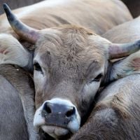 A l'université d'Oxford, les étudiants veulent supprimer la viande à la cantine