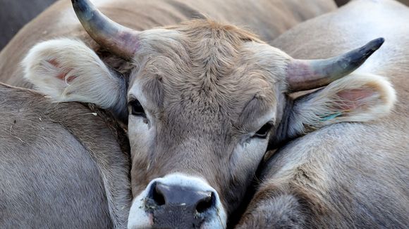 A l'université d'Oxford, les étudiants veulent supprimer la viande à la cantine