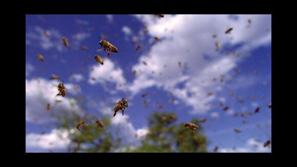 Pollen ... le geste vert de Disney