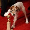 Uggie aux Golden Globes 2012 !