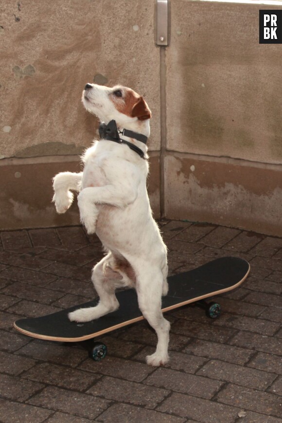 Uggie sur son skateboard