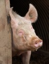 Du porc a été retrouvé dans des produits surgelés étiquetés 100% boeuf chez Waitrose au Royaume-Uni.