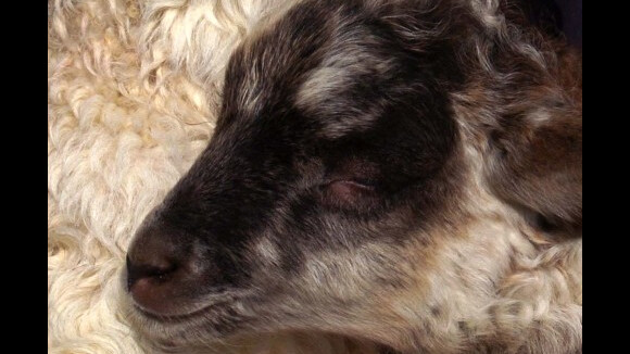 Un agneau à huit pattes et trois yeux effraie le Kazakhstan