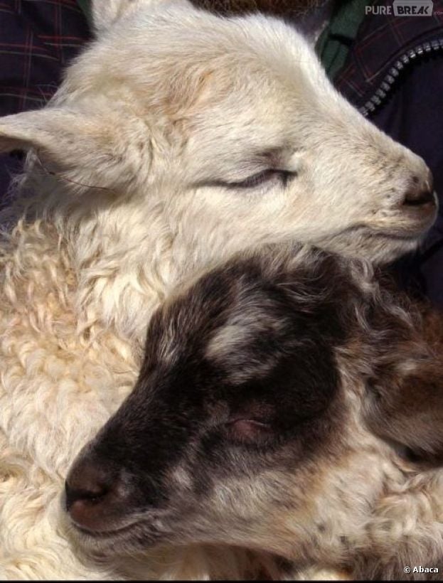 Un agneau du Kazakhstan né avec huit pattes