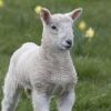 Un agneau du Kazakhstan né avec trois yeux