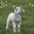 Un agneau du Kazakhstan né avec trois yeux