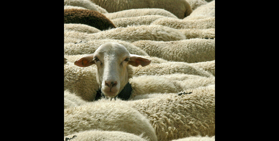 Un agneau du Kazakhstan effraie un berger