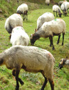 Un agneau du Kazakhstan effraie un berger avec ses trois yeux