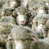 Un agneau avec trois yeux et huit pattes effraie le Kazakhstan