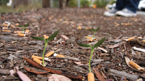 Des mégots de cigarettes transformés en plantes, l'idée écolo fumante !