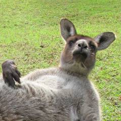 Un "kangourou nu" censuré sur Facebook mais star du web
