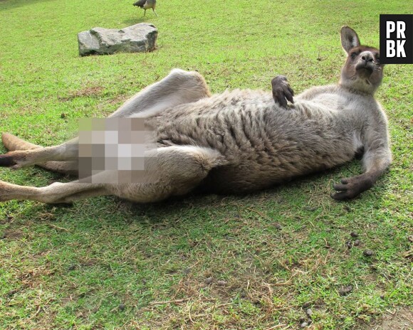 Baz le kangourou devient une star du web après que ses parties génitales aient été censurées sur Facebook
