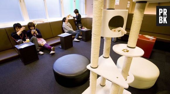 Le premier bar à chats de France - le Café des chats - a ouvert ses portes à Paris le 21 septembre 2013