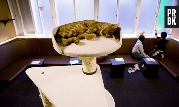 Le premier bar à chats de France - le Café des chats - a ouvert ses portes à Paris le 21 septembre 2013