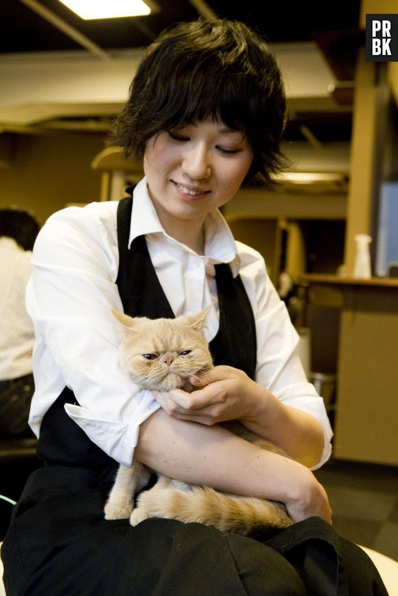 Le premier bar à chats de France - le Café des chats - a ouvert ses portes à Paris le 21 septembre 2013