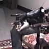 La machine à caresser les chats : les matous vont être contents