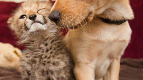 Ouverture d'un restaurant gastronomique... pour chats et chiens