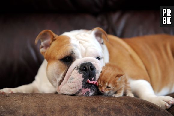 Pets Deli : le premier restaurant pour chats et chiens débarque en Allemagne