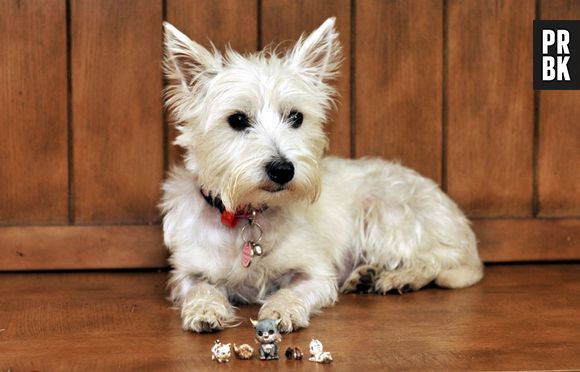 Pets Deli : le premier restaurant pour chats et chiens débarque en Allemagne