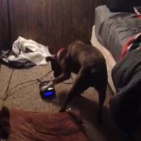 Le chien le plus intelligent du net : il éteint le réveil avant son maître