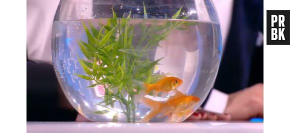Max Boublil : il mange un poisson rouge vivant dans le Grand Journal d'Antoine De Caunes, sur Canal + le 15 janvier 2014