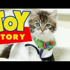 [VIDÉO] Toy Story entièrement raconté par des chatons