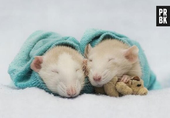 Les rats les plus cute du web, ce sont eux