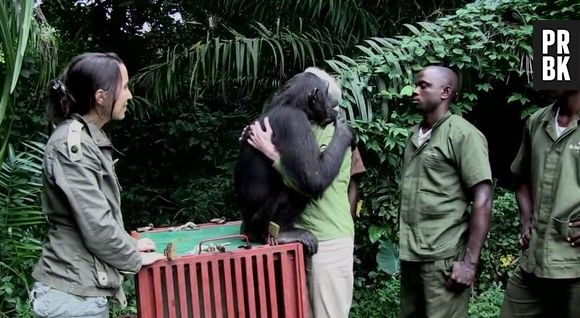 Un chimpanzé remercie ses sauveteurs avec un énorme câlin