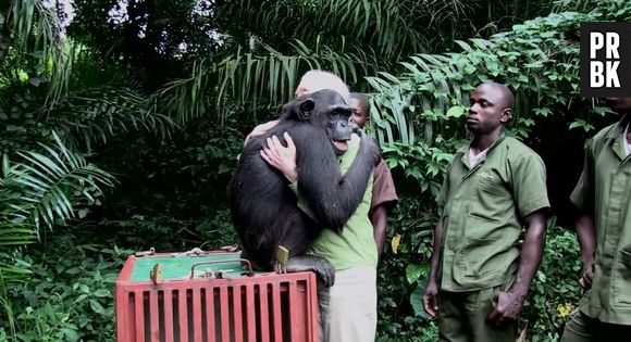 Un chimpanzé remercie ses sauveteurs avec un énorme câlin