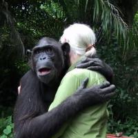 [VIDEO] Scène émouvante : un chimpanzé remercie ses sauveteurs avec un énorme câlin