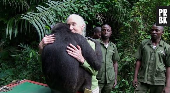 Un chimpanzé remercie ses sauveteurs avec un énorme câlin