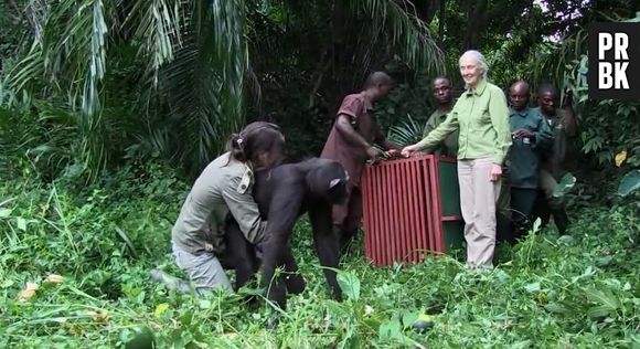 Un chimpanzé remercie ses sauveteurs avec un énorme câlin