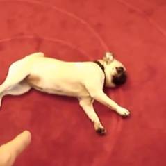 [VIDÉO] "Bang !" : des chiens qui savent parfaitement faire le mort dans une compilation hilarante