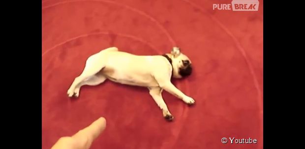 Vidéo Bang Des Chiens Qui Savent Parfaitement Faire