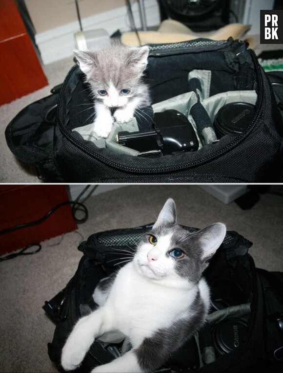 avant-après animaux 017