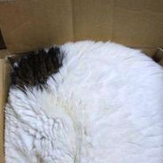 [PHOTOS] 25 preuves que les chats peuvent rentrer dans n&#039;importe quoi