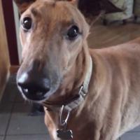 [WTF] Le chien-tronçonneuse : un nouvel animal hybride terrifiant en vidéo
