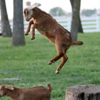 [CUTE] Les sauts les plus délirants des animaux en 15 photos