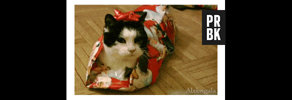 Un chat dans un paquet cadeau