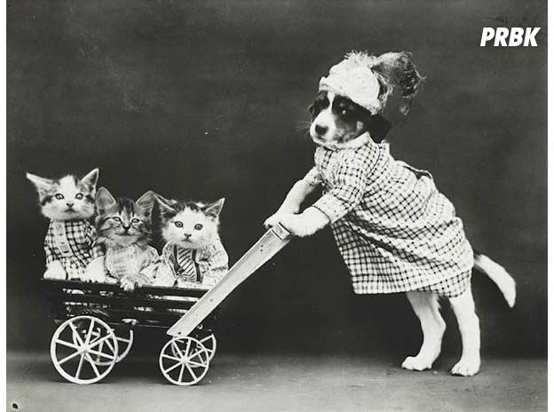 lolcats datant