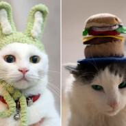 [CUTE] 15 photos de &quot;chats-peaux&quot; : ces chats qui portent des chapeaux