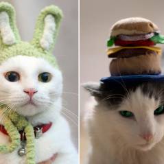 [CUTE] 15 photos de "chats-peaux" : ces chats qui portent des chapeaux