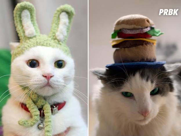 Cute 15 Photos De Chats Peaux Ces Chats Qui Portent Des Chapeaux Purebreak
