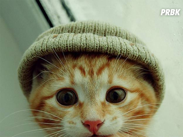 Cute 15 Photos De Chats Peaux Ces Chats Qui Portent Des Chapeaux Purebreak